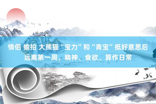 情侣 偷拍 大熊猫“宝力”和“青宝”抵好意思后远离第一周，精神、食欲、算作日常